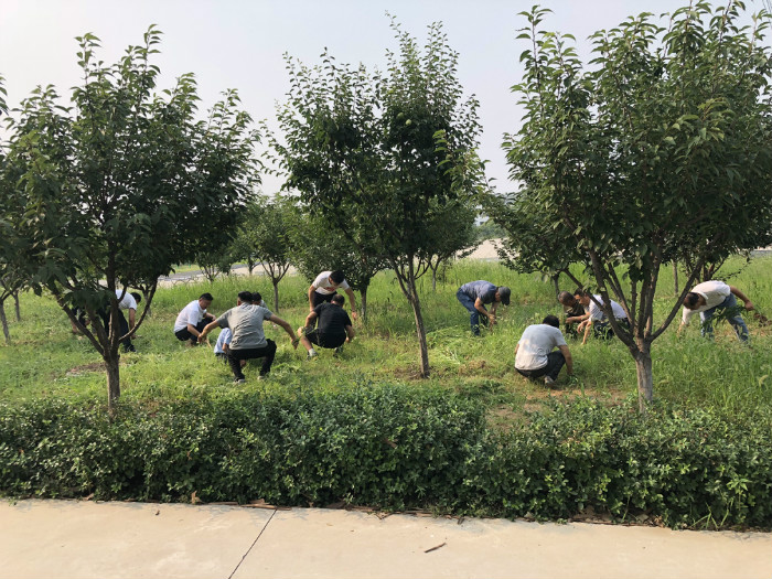 后勤分工会举办“创建文明单位，志愿者在行动”义务拔草活动